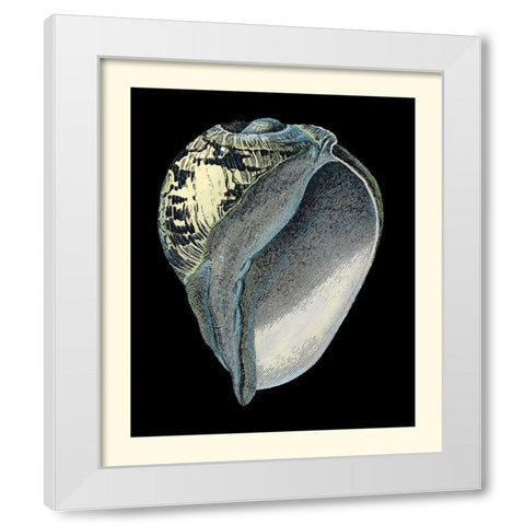 Treasures of the Sea VI White Modern Wood Framed Art Print by Redoute, Pierre