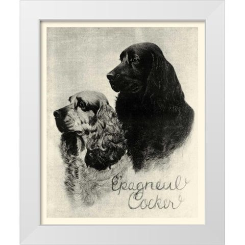 B and W Epagneul Cocker White Modern Wood Framed Art Print by Vision Studio