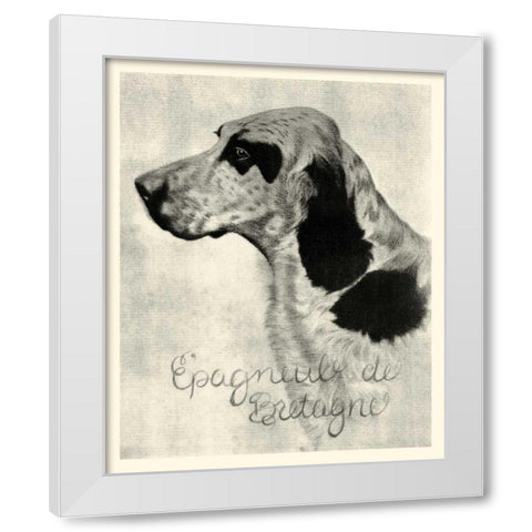 B and W Epagneul de Bretagne White Modern Wood Framed Art Print by Vision Studio