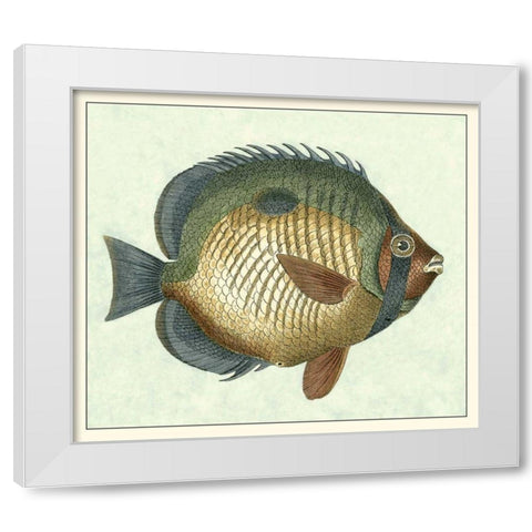 Butterfly Fish I White Modern Wood Framed Art Print by Vision Studio