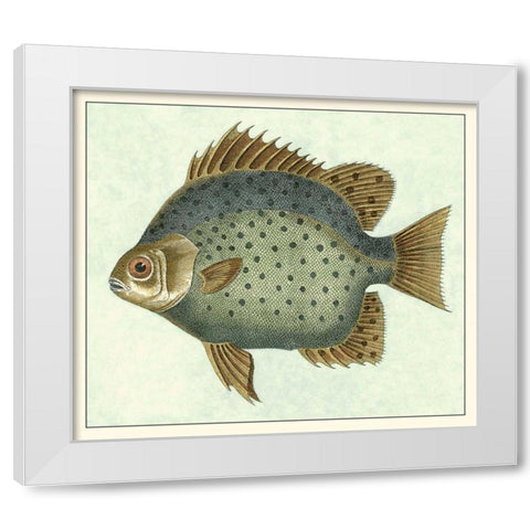 Butterfly Fish II White Modern Wood Framed Art Print by Vision Studio
