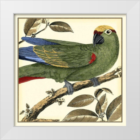 Tropical Parrot I White Modern Wood Framed Art Print by Martinet