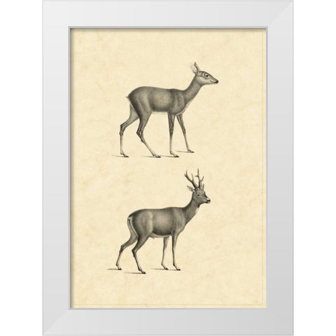 Vintage Deer I White Modern Wood Framed Art Print by Vision Studio