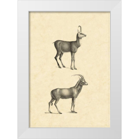 Vintage Antelope White Modern Wood Framed Art Print by Vision Studio