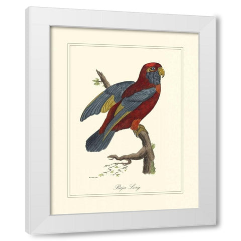 Raja Lory White Modern Wood Framed Art Print by Edwards, George