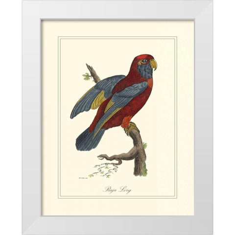 Raja Lory White Modern Wood Framed Art Print by Edwards, George