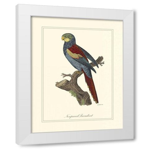 Nonpareil Parrakeet White Modern Wood Framed Art Print by Edwards, George