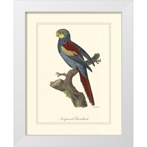 Nonpareil Parrakeet White Modern Wood Framed Art Print by Edwards, George