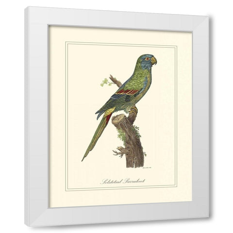 Solstitial Parrakeet White Modern Wood Framed Art Print by Edwards, George