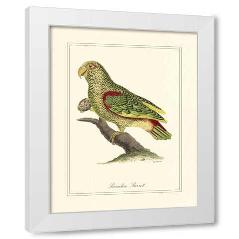 Paradise Parrot White Modern Wood Framed Art Print by Edwards, George