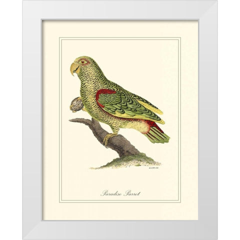 Paradise Parrot White Modern Wood Framed Art Print by Edwards, George