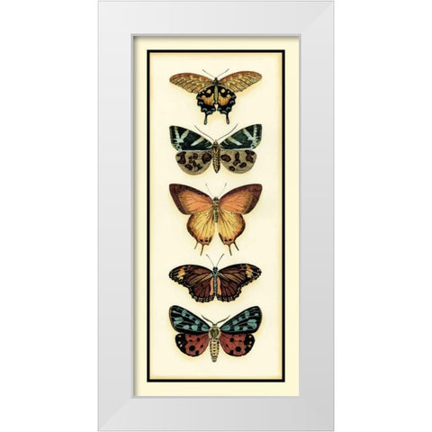 Butterfly Collector V White Modern Wood Framed Art Print by Zarris, Chariklia