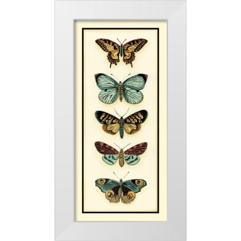 Butterfly Collector VI White Modern Wood Framed Art Print by Zarris, Chariklia