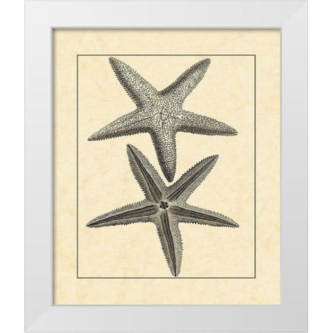 AntiqueandDeckle Vintage Starfish I White Modern Wood Framed Art Print by Vision Studio