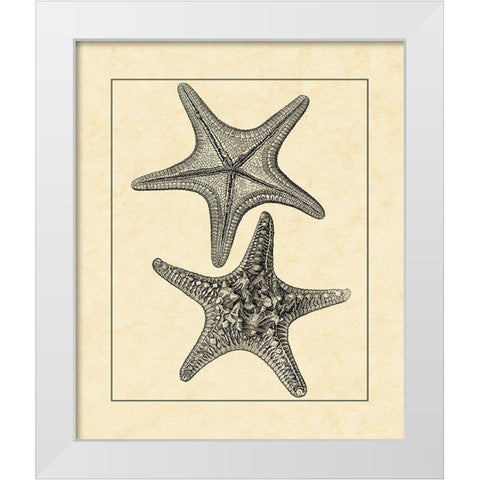 AntiqueandDeckle Vintage Starfish II White Modern Wood Framed Art Print by Vision Studio