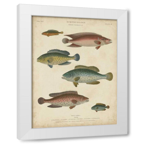 Non-Embellished Ichthyology I White Modern Wood Framed Art Print by Rees, Abraham