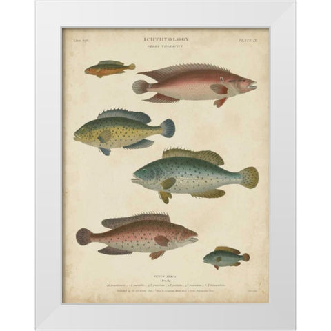 Non-Embellished Ichthyology I White Modern Wood Framed Art Print by Rees, Abraham