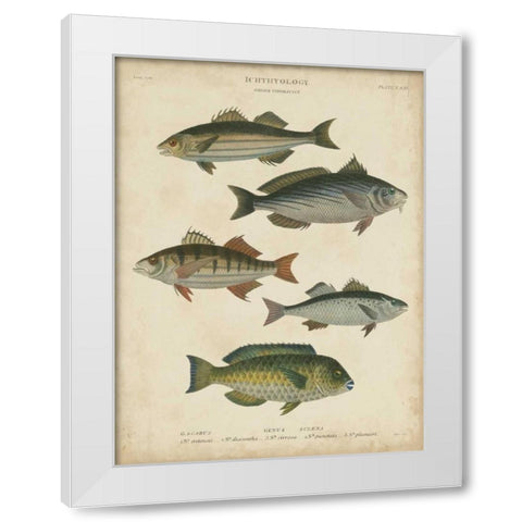Non-Embellished Ichthyology III White Modern Wood Framed Art Print by Rees, Abraham