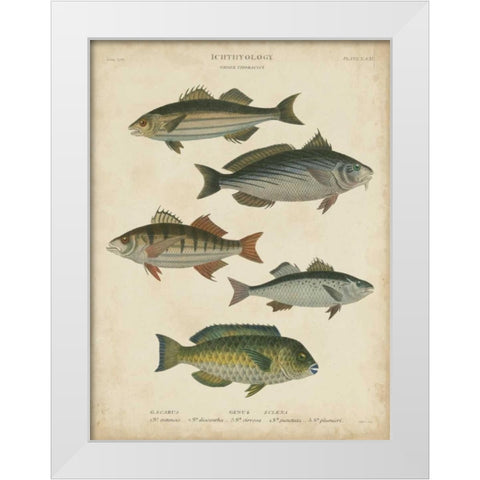 Non-Embellished Ichthyology III White Modern Wood Framed Art Print by Rees, Abraham