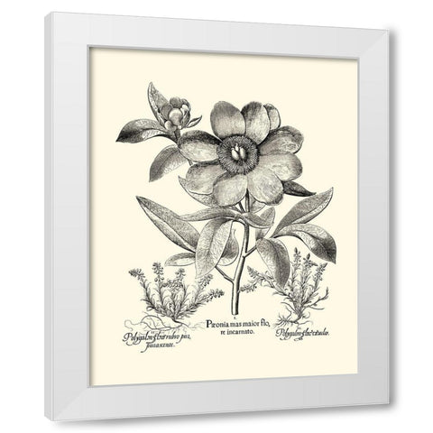 Black and White Besler Peony I White Modern Wood Framed Art Print by Besler, Basilius