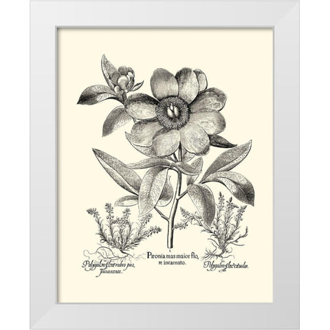 Black and White Besler Peony I White Modern Wood Framed Art Print by Besler, Basilius
