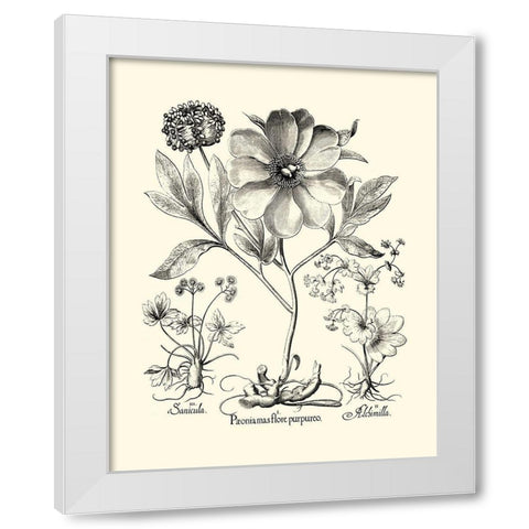 Black and White Besler Peony II White Modern Wood Framed Art Print by Besler, Basilius