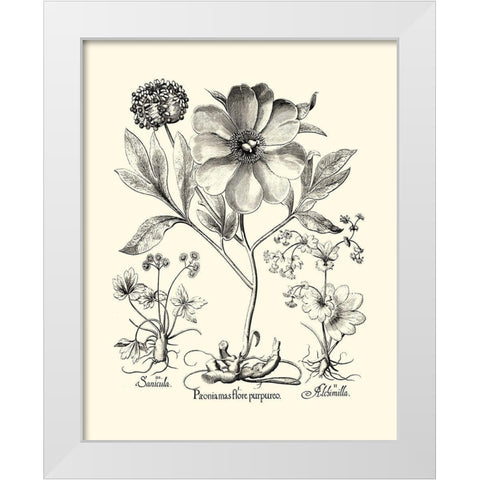 Black and White Besler Peony II White Modern Wood Framed Art Print by Besler, Basilius