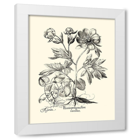 Black and White Besler Peony III White Modern Wood Framed Art Print by Besler, Basilius