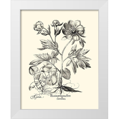 Black and White Besler Peony III White Modern Wood Framed Art Print by Besler, Basilius
