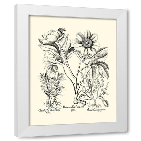Black and White Besler Peony IV White Modern Wood Framed Art Print by Besler, Basilius