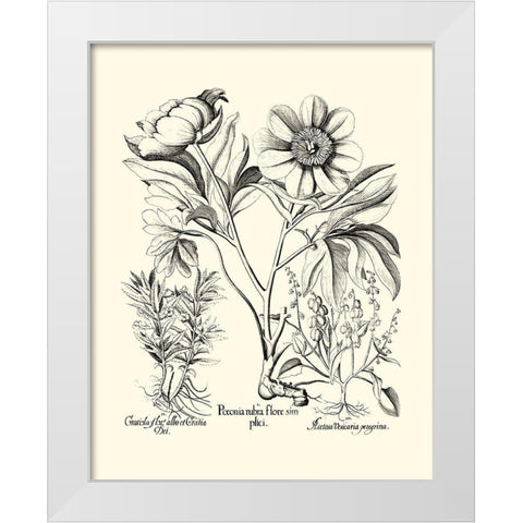 Black and White Besler Peony IV White Modern Wood Framed Art Print by Besler, Basilius