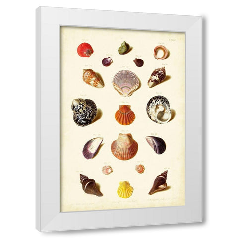 Muller Shells Tab. XI White Modern Wood Framed Art Print by Gabriel Muller