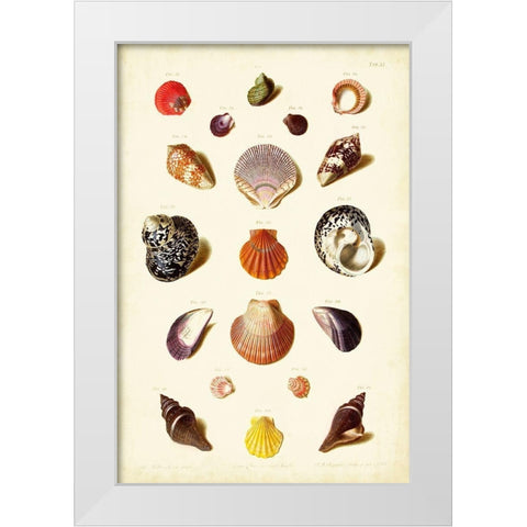 Muller Shells Tab. XI White Modern Wood Framed Art Print by Gabriel Muller