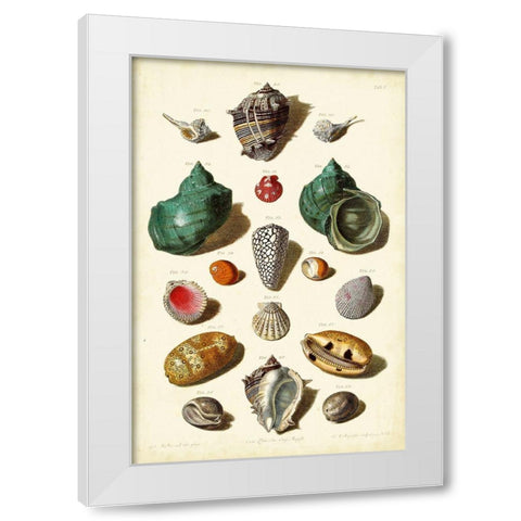 Muller Shells Tab. V White Modern Wood Framed Art Print by Muller, Gabriel