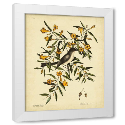 Cates. Black-capt Flycatch. Pl. T53 White Modern Wood Framed Art Print by Catesby, Mark