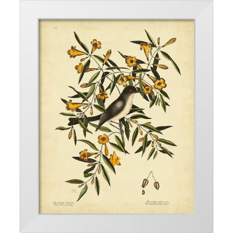 Cates. Black-capt Flycatch. Pl. T53 White Modern Wood Framed Art Print by Catesby, Mark