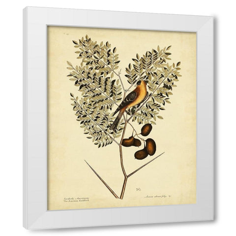 Catesby American Goldfinch  Pl. T43 White Modern Wood Framed Art Print by Catesby, Mark