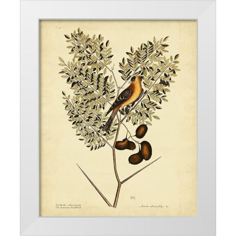 Catesby American Goldfinch  Pl. T43 White Modern Wood Framed Art Print by Catesby, Mark