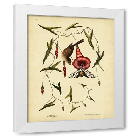Catesby Little Sparrow  Pl. T35 White Modern Wood Framed Art Print by Catesby, Mark