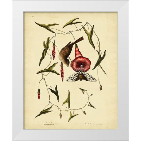 Catesby Little Sparrow  Pl. T35 White Modern Wood Framed Art Print by Catesby, Mark