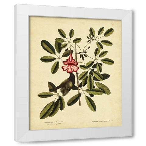 Catesby Bahama Sparrow  Pl. T37 White Modern Wood Framed Art Print by Catesby, Mark