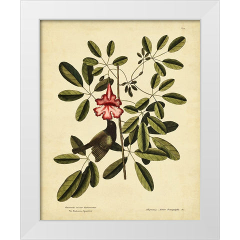 Catesby Bahama Sparrow  Pl. T37 White Modern Wood Framed Art Print by Catesby, Mark