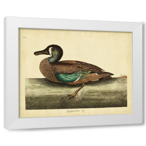 Catesby White-face Teal Pl. T100 White Modern Wood Framed Art Print by Catesby, Mark