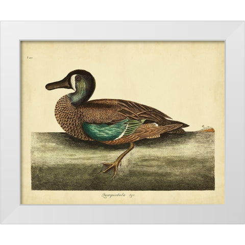Catesby White-face Teal Pl. T100 White Modern Wood Framed Art Print by Catesby, Mark