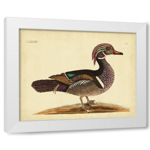Catesby Summer Duck PL T97 White Modern Wood Framed Art Print by Catesby, Mark