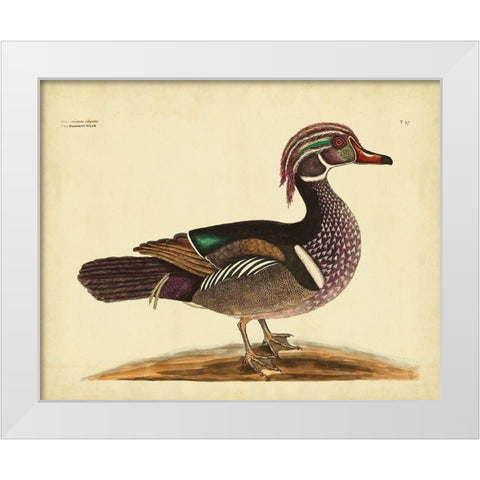 Catesby Summer Duck PL T97 White Modern Wood Framed Art Print by Catesby, Mark