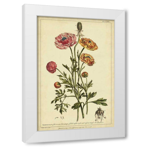 Ranunculus, Pl. CCXVI White Modern Wood Framed Art Print by Miller, Philip
