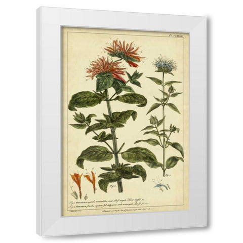Monarda, Pl. CLXXXIII White Modern Wood Framed Art Print by Miller, Philip