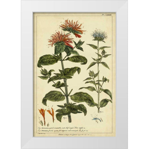 Monarda, Pl. CLXXXIII White Modern Wood Framed Art Print by Miller, Philip