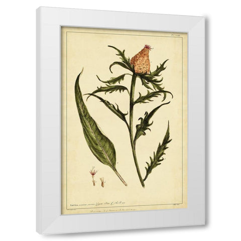 Iacea Pl. CLIII White Modern Wood Framed Art Print by Miller, Phillip
